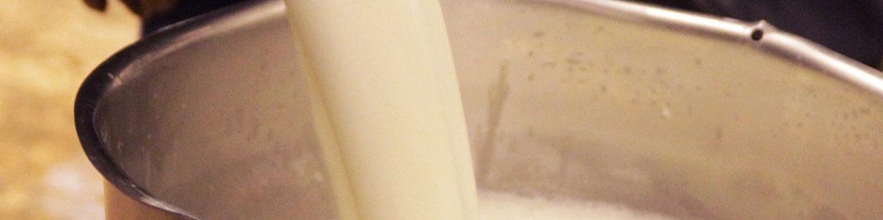 پیش بینی تولید ۱۱ میلیون تن شیرخام تا پایان سال